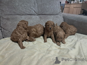 Photo №1. caniche (jouet) - à vendre en ville de Zrénjanin | négocié | Annonce №171105