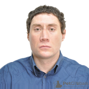 Photo №1. Services de livraison et de transportation des chats et des chiens en ville de Москва. Annonce № 9263