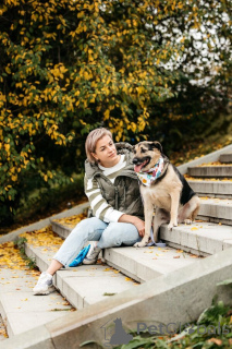 Photo №3. Dandy attend son homme. Moscou, Moscou. Fédération de Russie