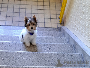 Photo №4. Je vais vendre yorkshire terrier en ville de Пардубице. annonce privée - prix - 9464€