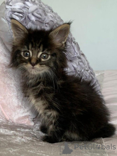 Photo №3. Chatons Golden Maine Coon disponibles. Allemagne