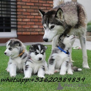 Photo №1. husky de sibérie - à vendre en ville de Sakai | Gratuit | Annonce №51329