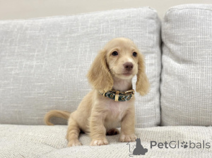 Photo №2 de l'annonce № 163656 de la vente teckel - acheter à Allemagne éleveur