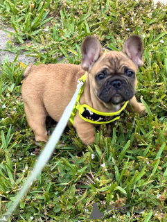 Photo №1. bouledogue - à vendre en ville de Berlin | négocié | Annonce №163617