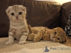 Photo №3. Chaton Scottish Fold a donner contre bon soin urgent. Belgique