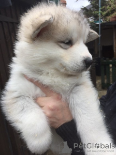 Photo №1. malamute de l'alaska - à vendre en ville de Berlin | Gratuit | Annonce №123631