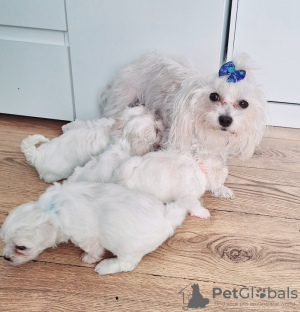 Photo №1. bichon maltais - à vendre en ville de Charleston | 284€ | Annonce №103944