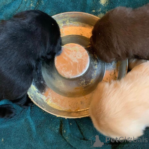 Photo №3. Urocze szczenięta rasy labrador retriever szukają kochającego domu!. Pologne