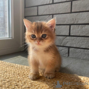 Photo №3. 2 chatons Scottish Fold-chatons. Allemagne