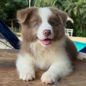 Photo №1. border collie - à vendre en ville de Berlin | négocié | Annonce №166819
