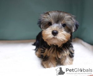 Photo №2 de l'annonce № 8122 de la vente yorkshire terrier - acheter à Fédération de Russie éleveur