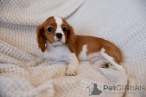 Photo №2 de l'annonce № 43858 de la vente cavalier king charles spaniel - acheter à République Tchèque annonce privée