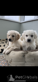 Photo №2 de l'annonce № 132797 de la vente golden retriever - acheter à Allemagne annonce privée