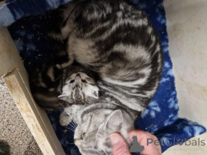 Photo №1. british shorthair - à vendre en ville de Dendermond | 450€ | Annonce № 176167