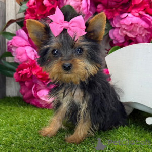 Photo №3. Yorkshire Terrier Femelle de 16 semaines Prête à rentrer à la maison. USA