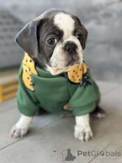 Photo №1. puggle - à vendre en ville de Sivats | négocié | Annonce №155043