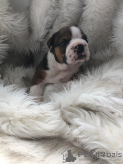 Photo №3. Champion Bloodline English Bulldog disponible dès maintenant pour adoption. Allemagne