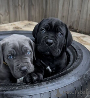 Photo №1. cane corso - à vendre en ville de Anvers | négocié | Annonce №169647