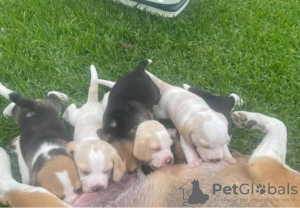 Photo №1. beagle - à vendre en ville de Rome | 350€ | Annonce №110939