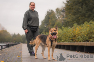 Photo №1. chien bâtard - à vendre en ville de Москва | Gratuit | Annonce №82450