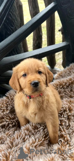 Photo №1. golden retriever - à vendre en ville de Berlin | 1000€ | Annonce №139070