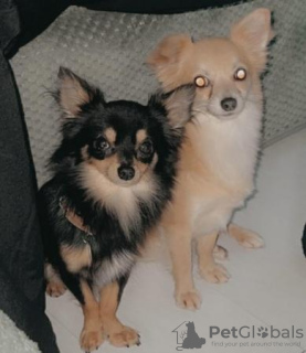 Photo №3. 2 Chihuahuas pure race à poil long. USA