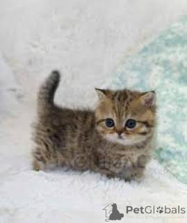 Photo №2 de l'annonce № 171573 de la vente munchkin - acheter à La finlande annonce privée, éleveur