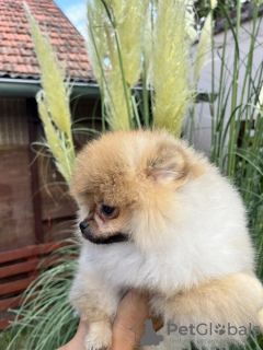 Photos supplémentaires: Chiots de Poméranie du plus haut pedigree