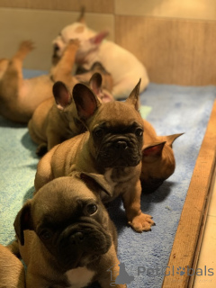 Photo №1. bouledogue - à vendre en ville de Surčin | négocié | Annonce №163006