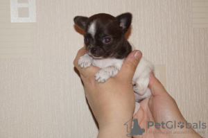 Photo №2 de l'annonce № 8612 de la vente chihuahua - acheter à Fédération de Russie de la fourrière