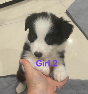 Photo №3. Actif Border Collie Welpen WhatsApp 44 7453 907158. Allemagne