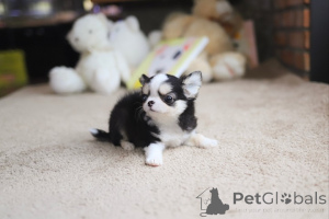 Photo №1. chihuahua - à vendre en ville de San Diego | négocié | Annonce №154913