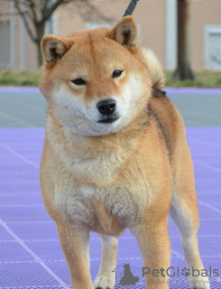 Photos supplémentaires: Chiots Shiba Inu