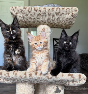 Photo №3. Chatons Maine Coon ombragés bleus. Allemagne