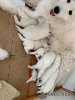 Photo №1. samoyède - à vendre en ville de Volendam | négocié | Annonce №166933