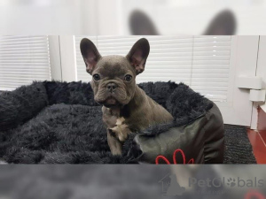 Photo №1. bouledogue - à vendre en ville de Helsinki | 284€ | Annonce №124842