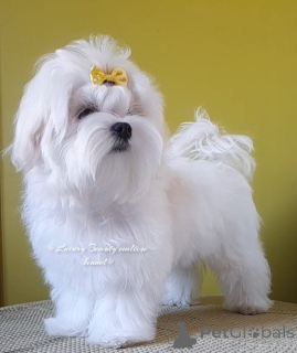Photo №2 de l'annonce № 81067 de la vente bichon maltais - acheter à Ukraine annonce privée, de la fourrière