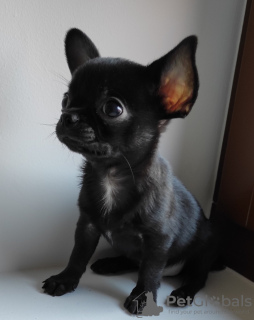 Photo №2 de l'annonce № 19042 de la vente chihuahua - acheter à Belgique éleveur