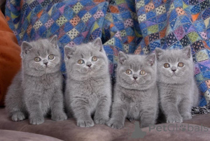Photo №1. british shorthair - à vendre en ville de Cuijk | 400€ | Annonce № 172105