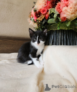 Photo №4. Je vais vendre european à poil ras en ville de Vienne. annonce privée - prix - négocié