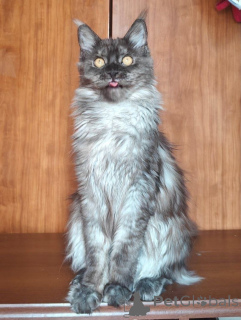 Photo №4. Je vais vendre maine coon en ville de Aiola. annonce privée - prix - 700€