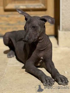 Photo №3. Superbe Chiot Mâle Xoloitzcuintle bronze à vendre. Belgique
