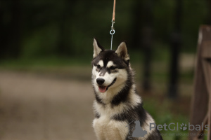 Photo №1. husky de sibérie - à vendre en ville de Москва | négocié | Annonce №39420
