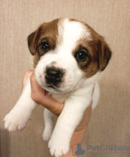 Photo №3. Chiots Jack Russell Terrier. Fédération de Russie