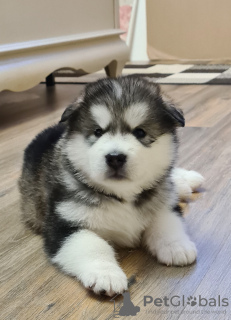 Photo №3. Malamute d'Alaska. Biélorussie