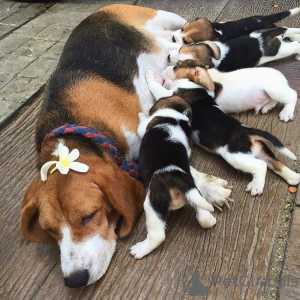 Photo №1. beagle - à vendre en ville de Berlin | négocié | Annonce №124993