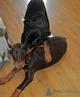 Photo №1. dobermann - à vendre en ville de Brême | 900€ | Annonce №146465