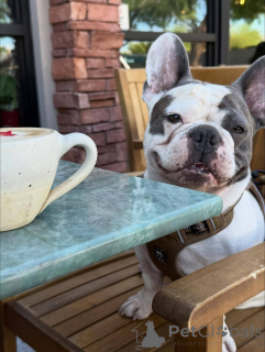 Photo №3. Adorable chiot bouledogue français pied bleu de 11 semaines. La Grande-Bretagne