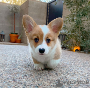 Photo №1. welsh corgi - à vendre en ville de Paris | négocié | Annonce №84862