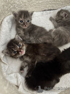 Photo №1. maine coon - à vendre en ville de Arronman de Bruxelles Capital | Gratuit | Annonce № 167871